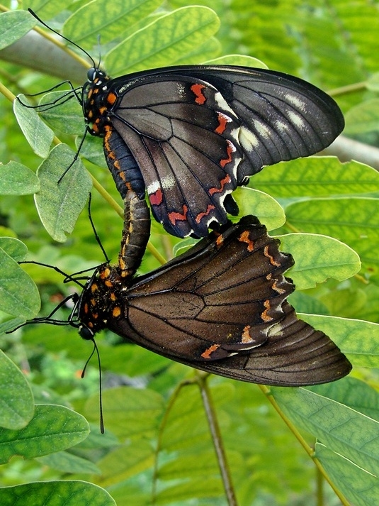 Butterfly Love (Lust)